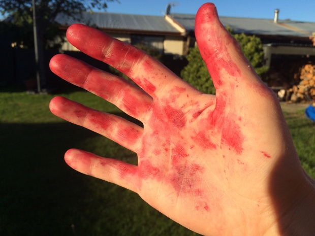Out, damn spot. A blackberry harvesting hand.